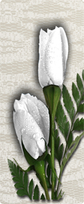 2 Roses White
